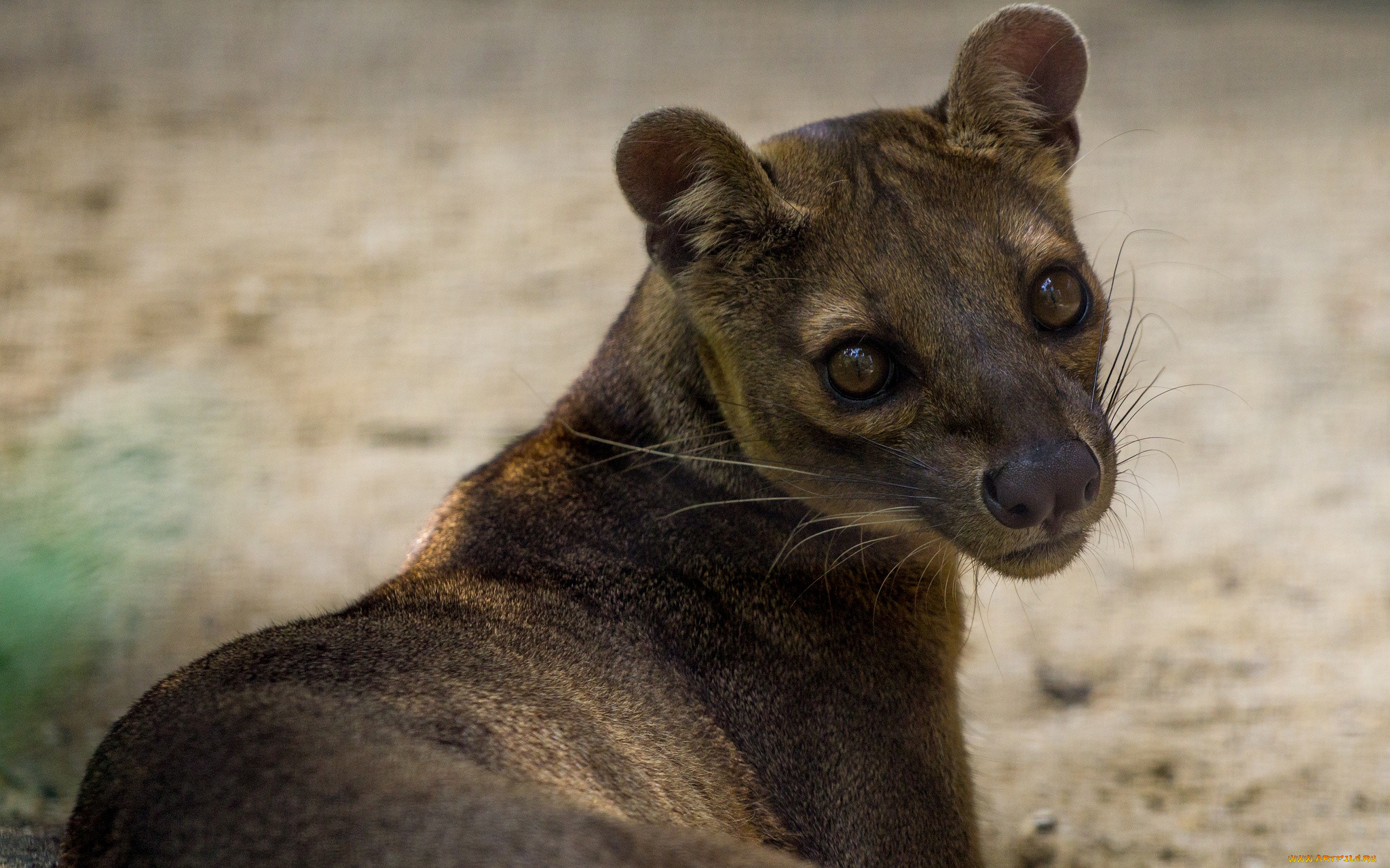 fossa, , , , , , , , , , 